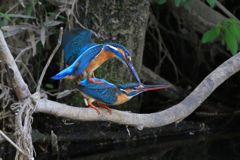 カワセミ・永遠の営み～３