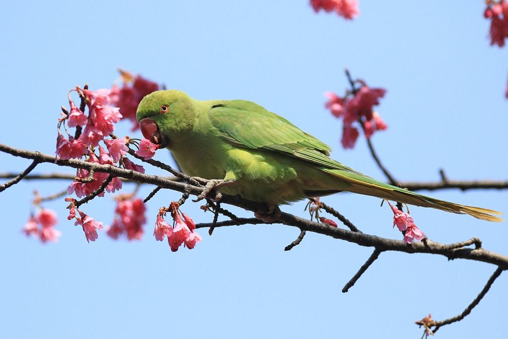 ワカケホンセイインコ～１