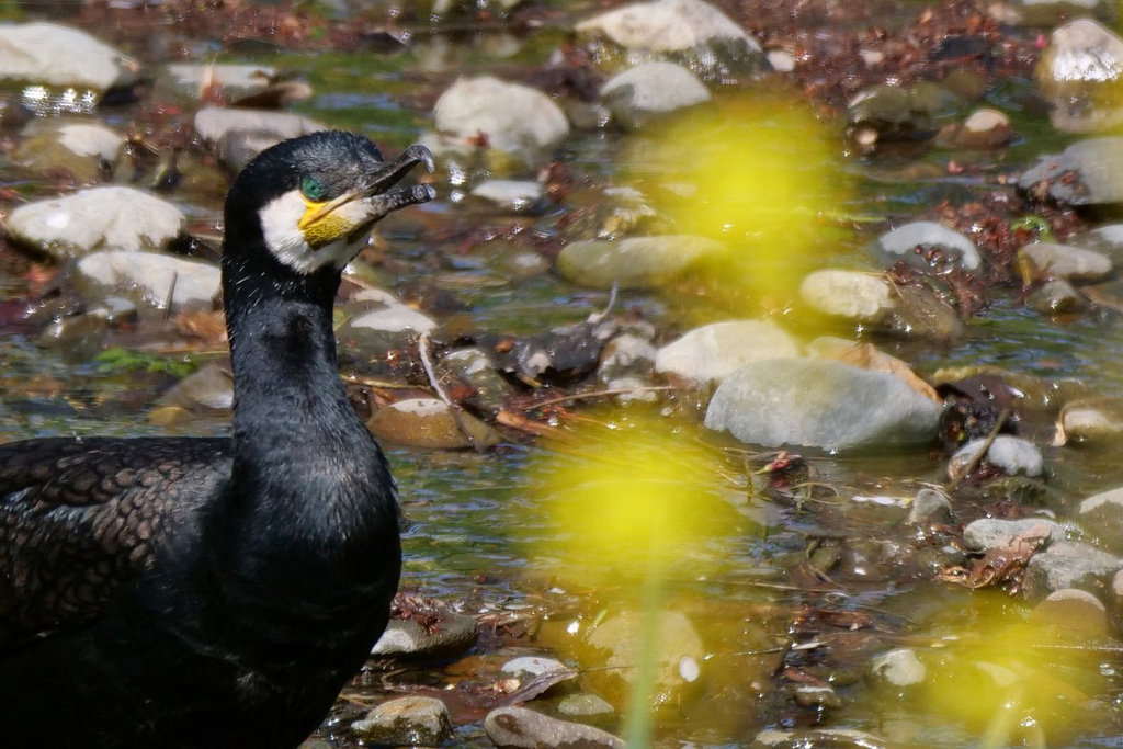 春の小川・カワウ