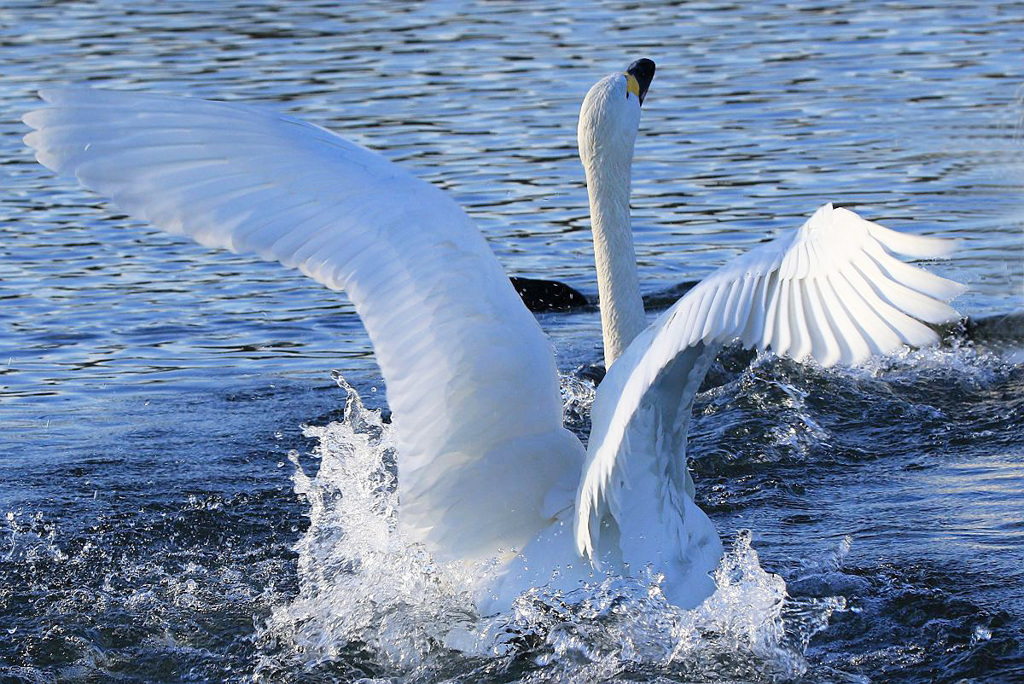 白鳥の湖