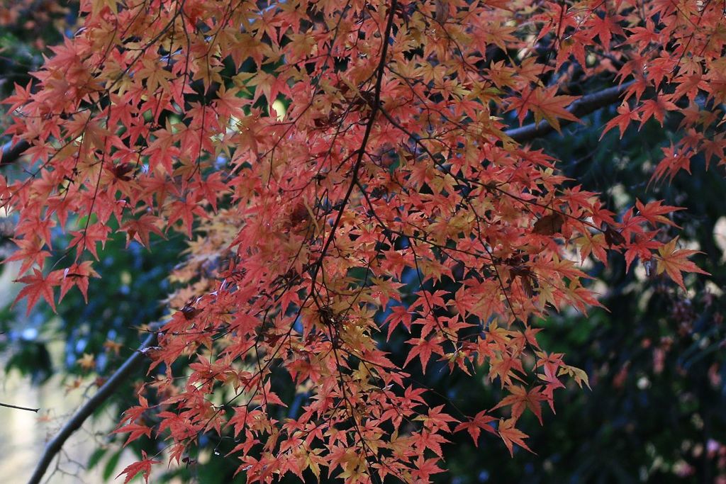 紅葉の美