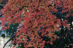 紅葉の美