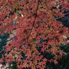 紅葉の美
