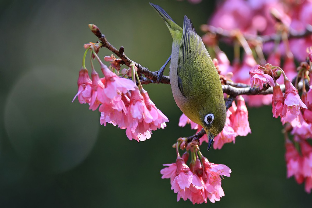 緋寒桜とメジロ～ベスト