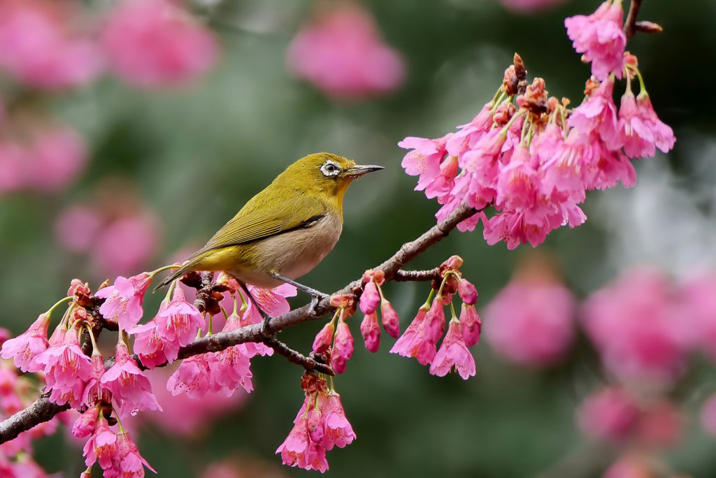 寒緋桜とメジロ