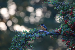 夕暮れのカワセミ