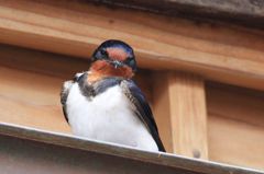 ツバメの正面顔、可愛いです