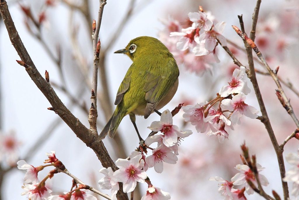 東海桜メジロ～１