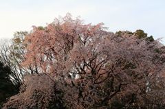 しだれ桜