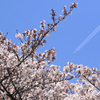 ソメイヨシノ・満開