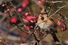 梅アトリ、花びら付き
