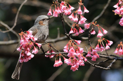 寒緋桜～ヒヨドリ