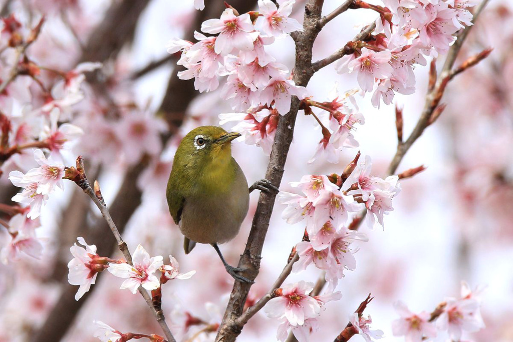 東海桜メジロ～２