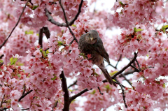 寒桜～あなたに微笑む