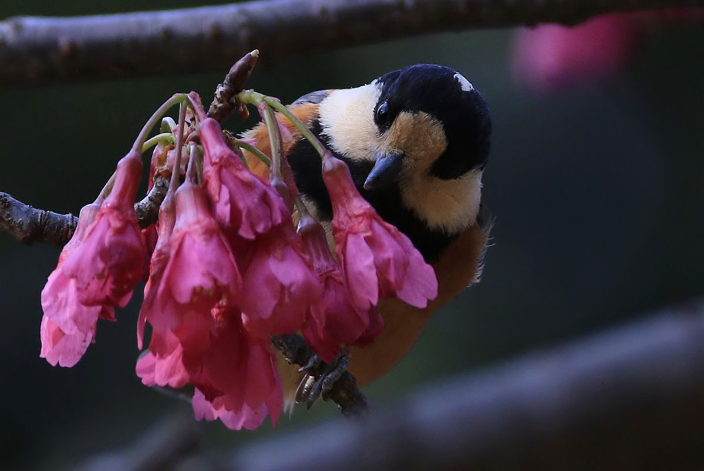 寒緋桜とヤマガラ