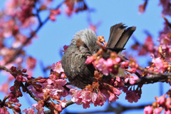 河津桜ヒヨ～３