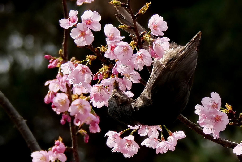 大寒桜・ヒヨドリ