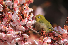 寒桜メジロ～２