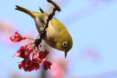 緋寒桜とメジロ