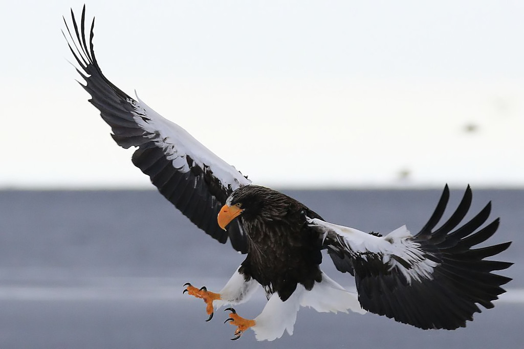 流氷の海・オオワシ～１