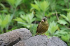 カワラヒワ～２