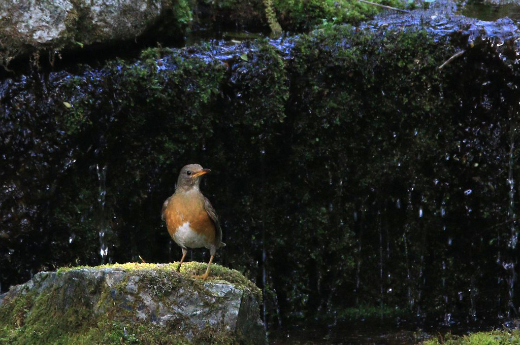 水場のアカハラ
