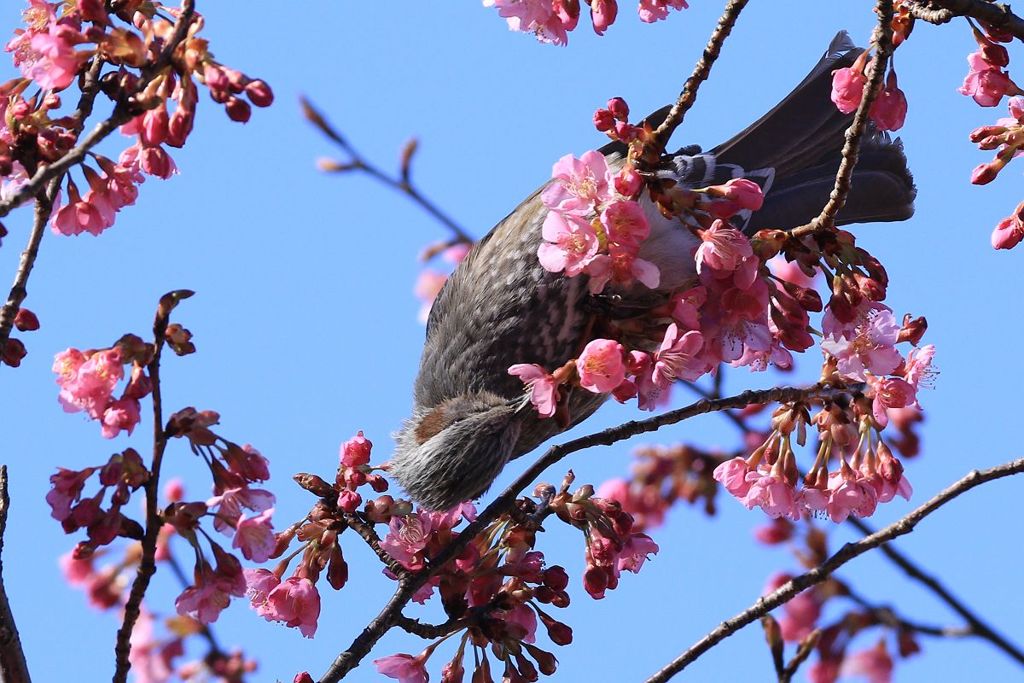 河津桜ヒヨ～２
