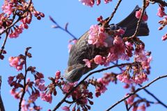 河津桜ヒヨ～２