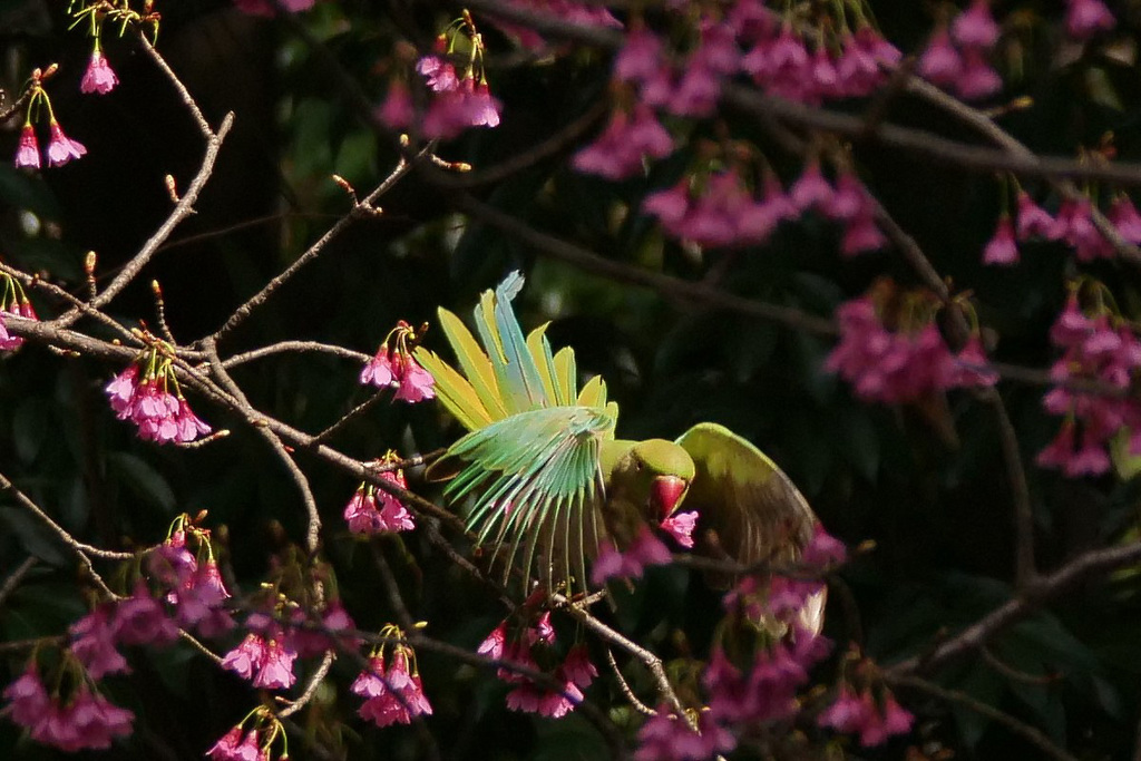 ワカケホンセイインコ