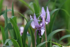 カタクリの花～３