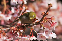 寒桜メジロ～３