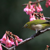 寒緋桜。メジロ～２