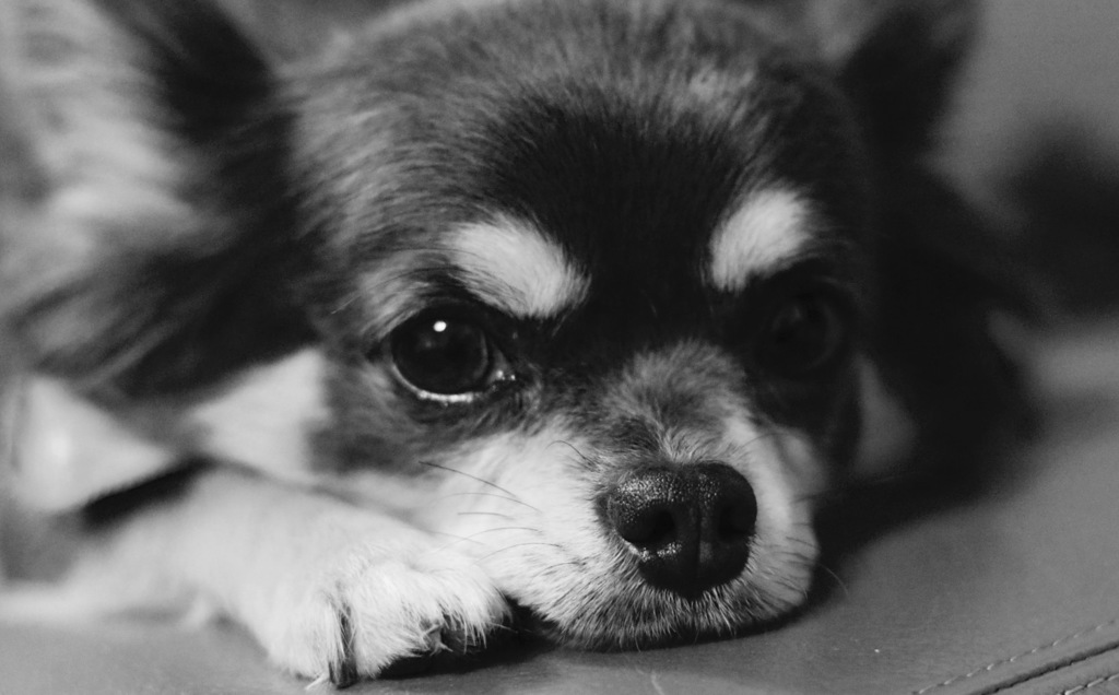 愛犬