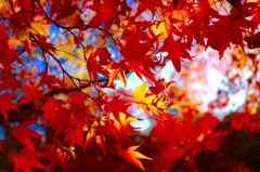 紅い葉