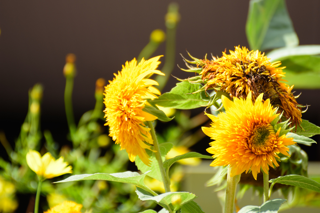 こがねいろの君