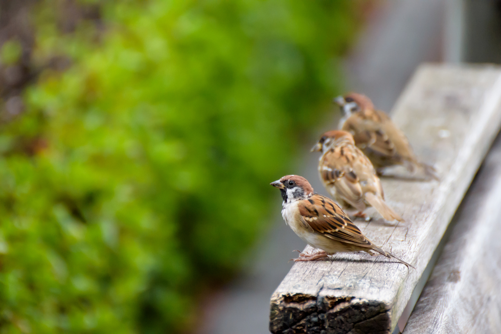 ちゅちゅんがちゅん