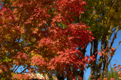 紅葉