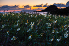 浜辺の花畑