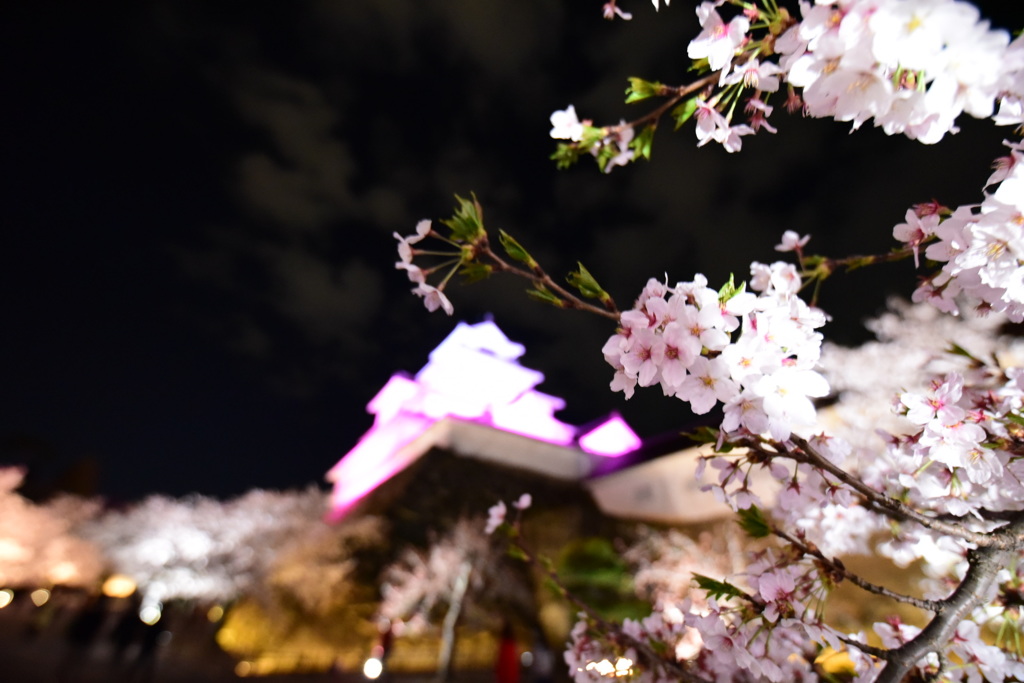 鶴ヶ城の桜
