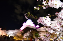 鶴ヶ城の桜