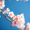 静かに、凛と