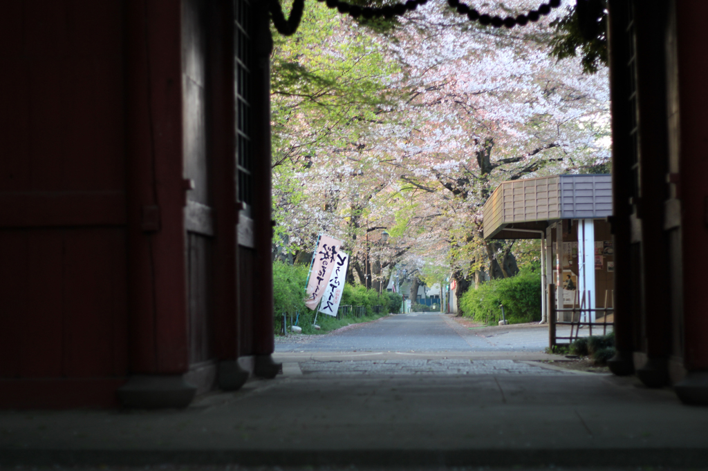 遅すぎた桜