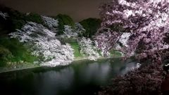 夜桜