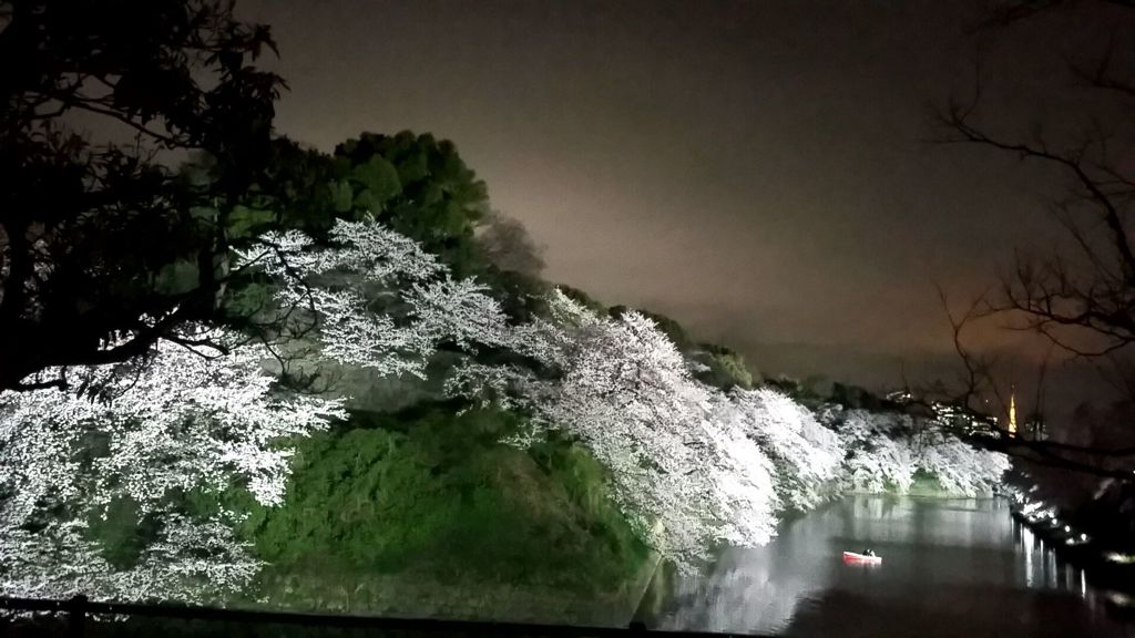 満開サクラ