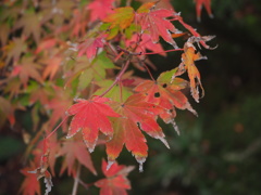 箱根の紅葉