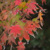 箱根の紅葉