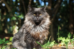 野良猫