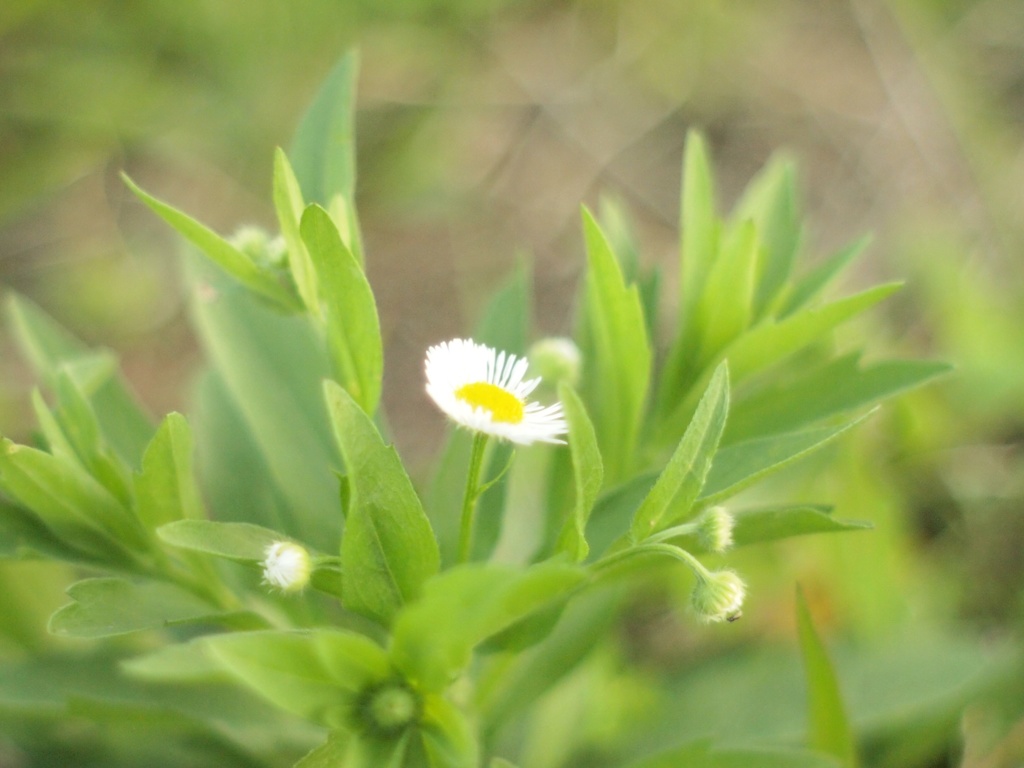 一輪の花