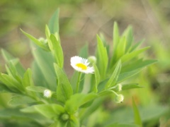 一輪の花
