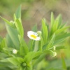 一輪の花